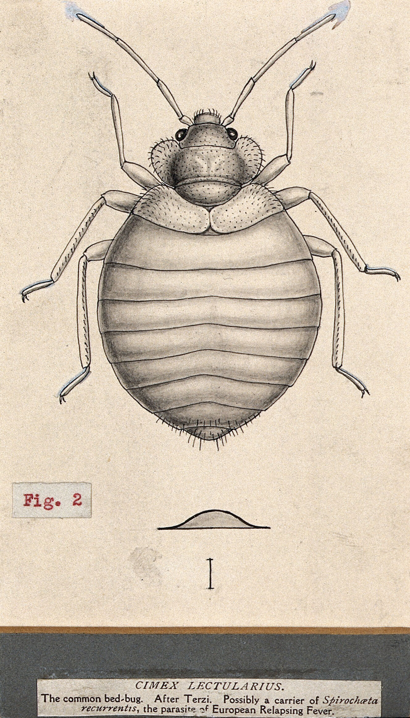 The common bedbug Cimex lectularius . Pen and ink drawing by