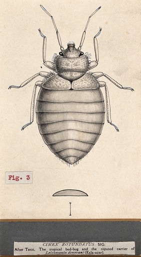 The tropical bedbug (Cimex hemipterus). Pen and ink drawing by A.J.E. Terzi, ca. 1919.