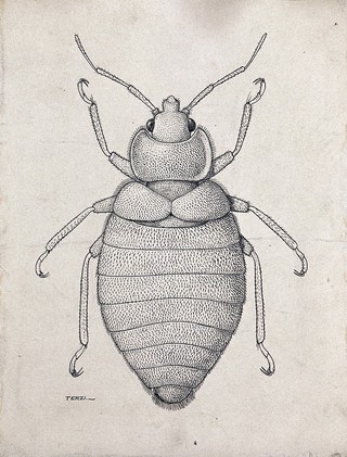 The male tropical bedbug (Cimex hemipterus). Pen and ink drawing by A.J.E. Terzi, ca. 1919.
