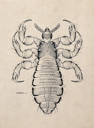 The male body louse (Pediculus humanus humanus). Pen and ink drawing by A.J.E. Terzi, ca. 1919.