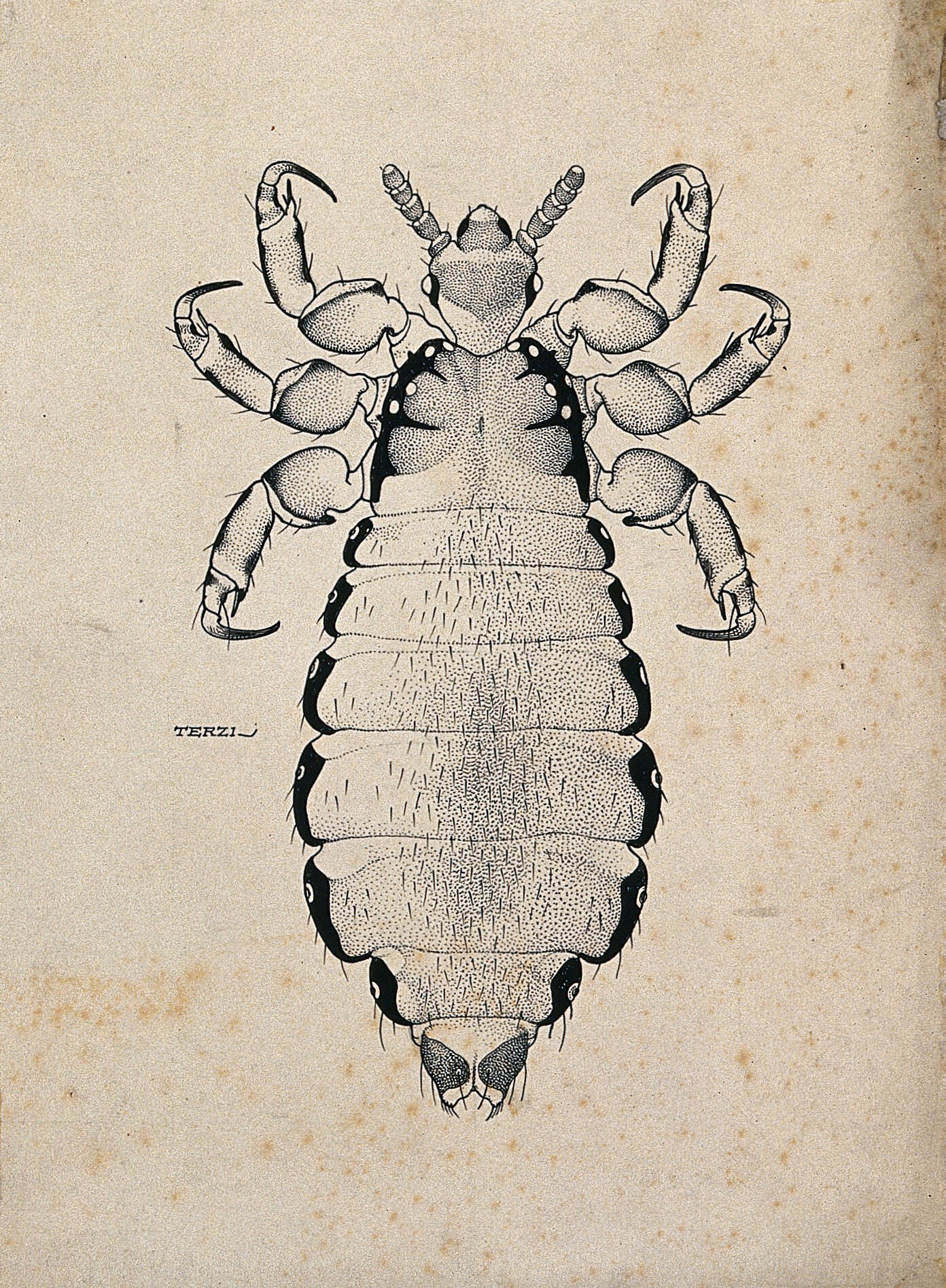 Схема развития pediculus humanus capitis