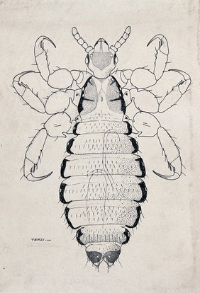 The female human louse (Pediculus humanus). Pen and ink drawing by A.J.E. Terzi, ca. 1919.