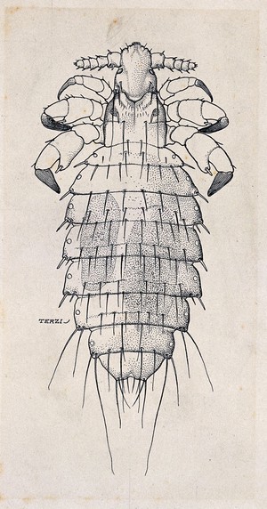 view A type of louse (Polyplax spinulosa). Pen and ink drawing by A.J.E. Terzi, ca. 1919.