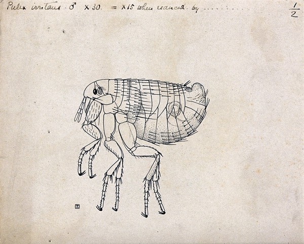 The male human flea (Pulex irritans). Pen and ink drawing by A.J.E. Terzi, ca. 1919.