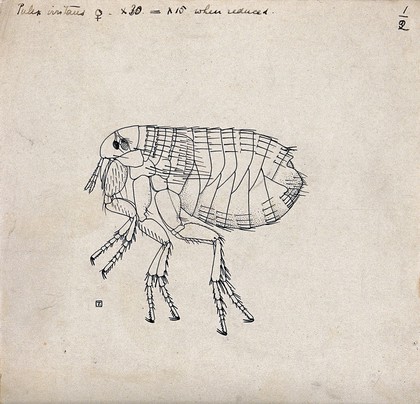 The female human flea (Pulex irritans). Pen and ink drawing by A.J.E. Terzi, ca. 1919.