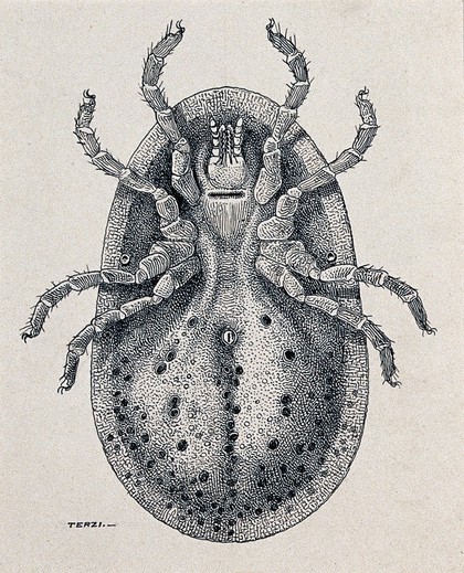 A ventral aspect of the female fowl argas (Argas persicus). Pen and ink drawing by A.J.E. Terzi, ca. 1919.
