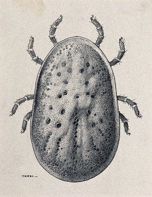 view A dorsal aspect of the female fowl argas (Argas persicus). Pen and ink drawing by A.J.E. Terzi, ca. 1919.