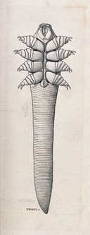 The follicle mite (Demodex folliculorum). Pen and ink drawing by A.J.E. Terzi, ca. 1919.