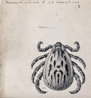 view A tick (Dermacentor salmoni). Pen and ink drawing by A.J.E. Terzi, ca. 1919.