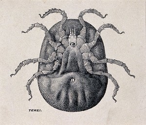 view A ventral aspect of the female eyeless tampan (Ornithodoros moubata). Pen and ink drawing by A.J.E. Terzi, ca. 1919.