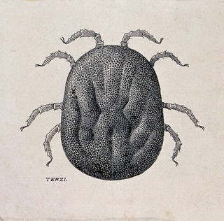 A dorsal aspect of the female eyeless tampan (Ornithodoros moubata). Pen and ink drawing by A.J.E. Terzi, ca. 1919.