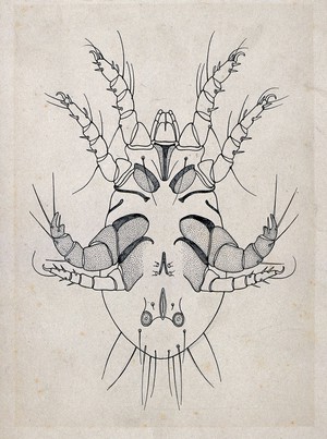 view The ventral aspect of a tick. Pen and ink drawing by A.J.E. Terzi, ca. 1919.