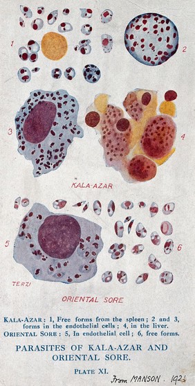 Parasites of the tropical diseases kala-azar and oriental sore. Colour photomechanical reproduction of a drawing by A.J.E. Terzi, ca 1921.