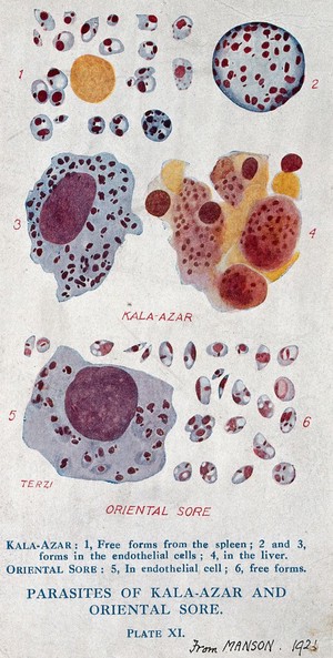 view Parasites of the tropical diseases kala-azar and oriental sore. Colour photomechanical reproduction of a drawing by A.J.E. Terzi, ca 1921.