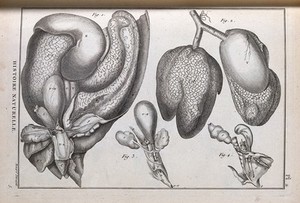 view The main internal organs of a turtle. Engraving, ca. 1778.