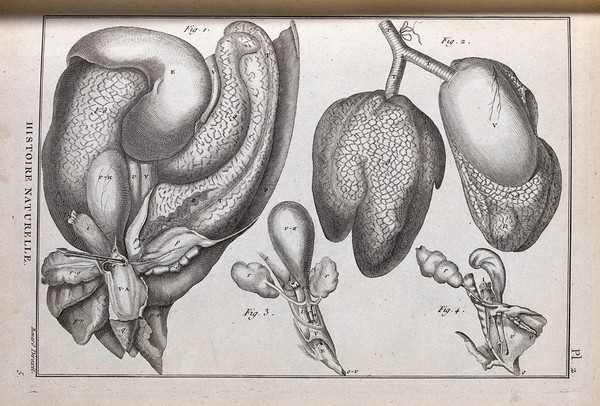 The main internal organs of a turtle. Engraving, ca. 1778.