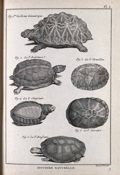 Six species of tortoise, including the african land tortoise. Engraving, ca. 1778.