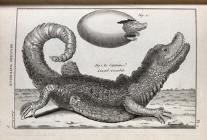 view A cayman and its young emerging from an egg. Engraving, ca. 1778.