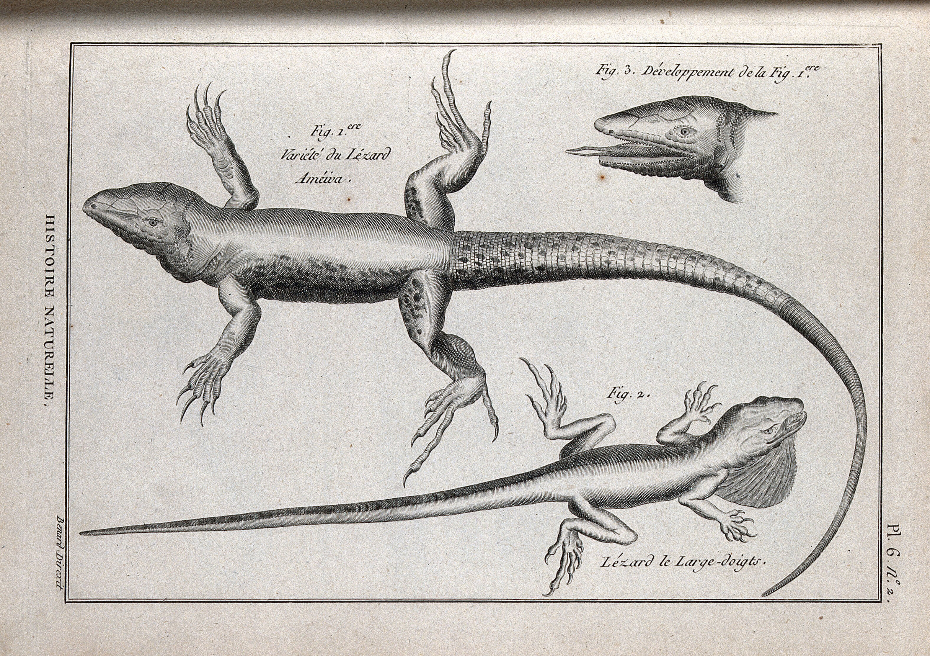Two Types Of Lizard Including The Large Spotted Ground Lizard Engraving Ca 1778 Wellcome Collection