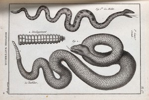 view Two species of rattlesnake and the rattle of one of them. Engraving, ca. 1778.