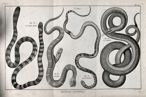 view Four snakes of the cobra family. Engraving, ca. 1778.