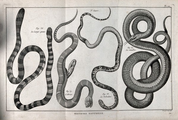 Four snakes of the cobra family. Engraving, ca. 1778.