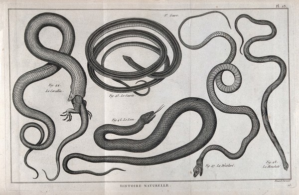 Five snakes of the cobra family, one a coral snake eating a lizard. Engraving, ca. 1778.