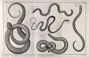 view One cobra and four colubrid snakes, including possibly an oriental whip snake and the primitive worm-like species, Leptotyphlops humilis. Engraving, ca. 1778.