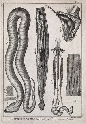 view Snake anatomy: ventral view of snake with scales; ventral view of internal organs; view of open mouth. Engraving, ca. 1778.