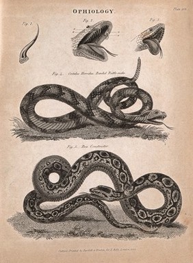 A banded rattlesnake (Crotalus horridus) and boa constrictor (Boa constrictor) with diagrams of their open mouths. Engraving, ca. 1823.