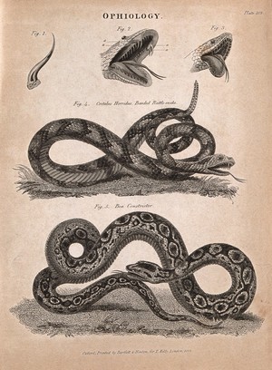 view A banded rattlesnake (Crotalus horridus) and boa constrictor (Boa constrictor) with diagrams of their open mouths. Engraving, ca. 1823.