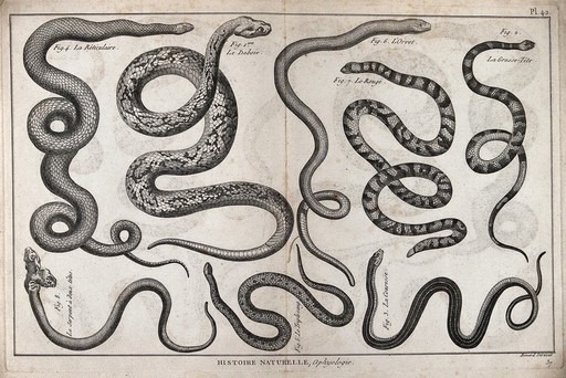Eight snakes, including a reticulated python, a slow worm, a thirst snake, a Russell's viper and a mythical two-headed serpent. Engraving, ca. 1778.
