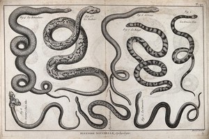 view Eight snakes, including a reticulated python, a slow worm, a thirst snake, a Russell's viper and a mythical two-headed serpent. Engraving, ca. 1778.