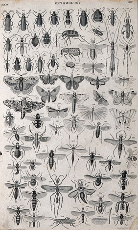 A variety of insects including beetles, moths, wasps and flies. Engraving by R. Scott after T. Brown.