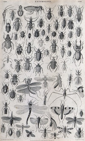 A variety of insect life including beetles, wasps and dragonflies. Engraving by R. Scott after T. Brown.