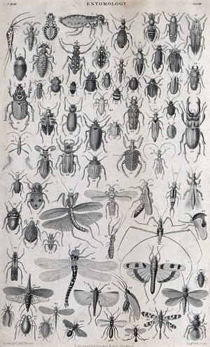 view A variety of insect life including beetles, wasps and dragonflies. Engraving by R. Scott after T. Brown.
