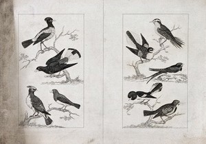 view Two plates, each of four perching unnamed birds. Engravings, ca. 1821.