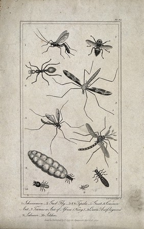 Ten insects, including an ichneumon, a gnat and a king, a queen, a labourer and a soldier ant. Engraving by G. F. Schroeder, ca. 1822.