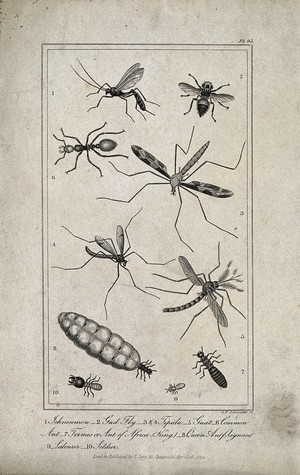 view Ten insects, including an ichneumon, a gnat and a king, a queen, a labourer and a soldier ant. Engraving by G. F. Schroeder, ca. 1822.