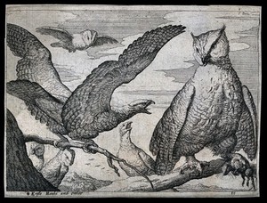 view An eagle screeching at a large owl. Etching after F. Barlow, 17th century.
