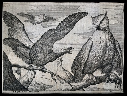 An eagle screeching at a large owl. Etching after F. Barlow, 17th century.