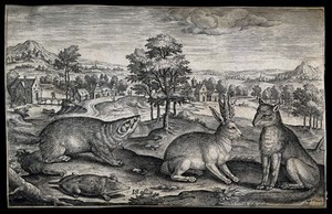 view A fox, a beaver and a mole looking at a hare which has grown antlers. Etching by A. Collaert after T. Galle.