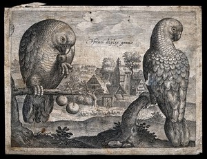 view Two parrots in the foreground with a view of a farm behind. Etching.