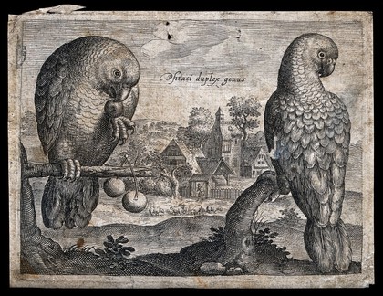 Two parrots in the foreground with a view of a farm behind. Etching.