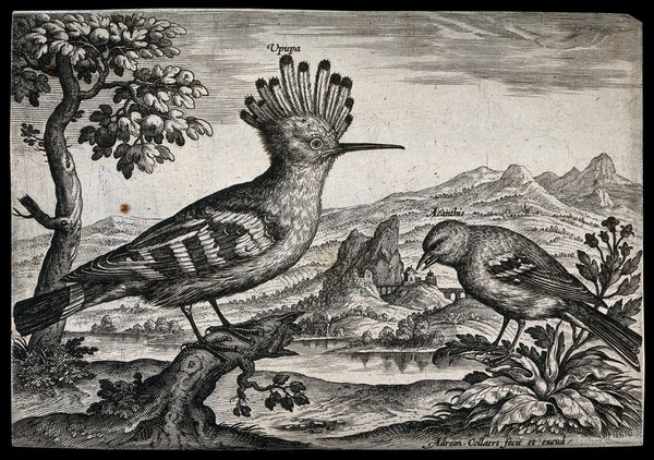 A hoopoe and goldfinch set in natural surroundings. Etching by A. Collaert.