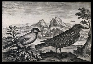 view A sparrow and starling set in natural surroundings. Etching by A. Collaert.