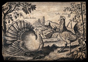 view A turkey and cockerel set in natural surroundings. Etching by G. Altzenbach, 17th century.