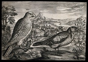 view A falcon and woodpecker set in natural surroundings. Etching by A. Collaert, 17th century.