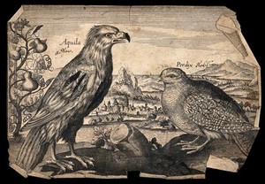 view An eagle and partridge set in a landscape. Etching, 17th century.