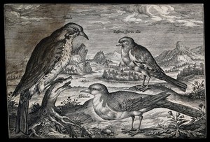 view A meadow pipit, a reed bunting and one other bird set in natural surroundings. Etching by A. Collaert, 17th century.